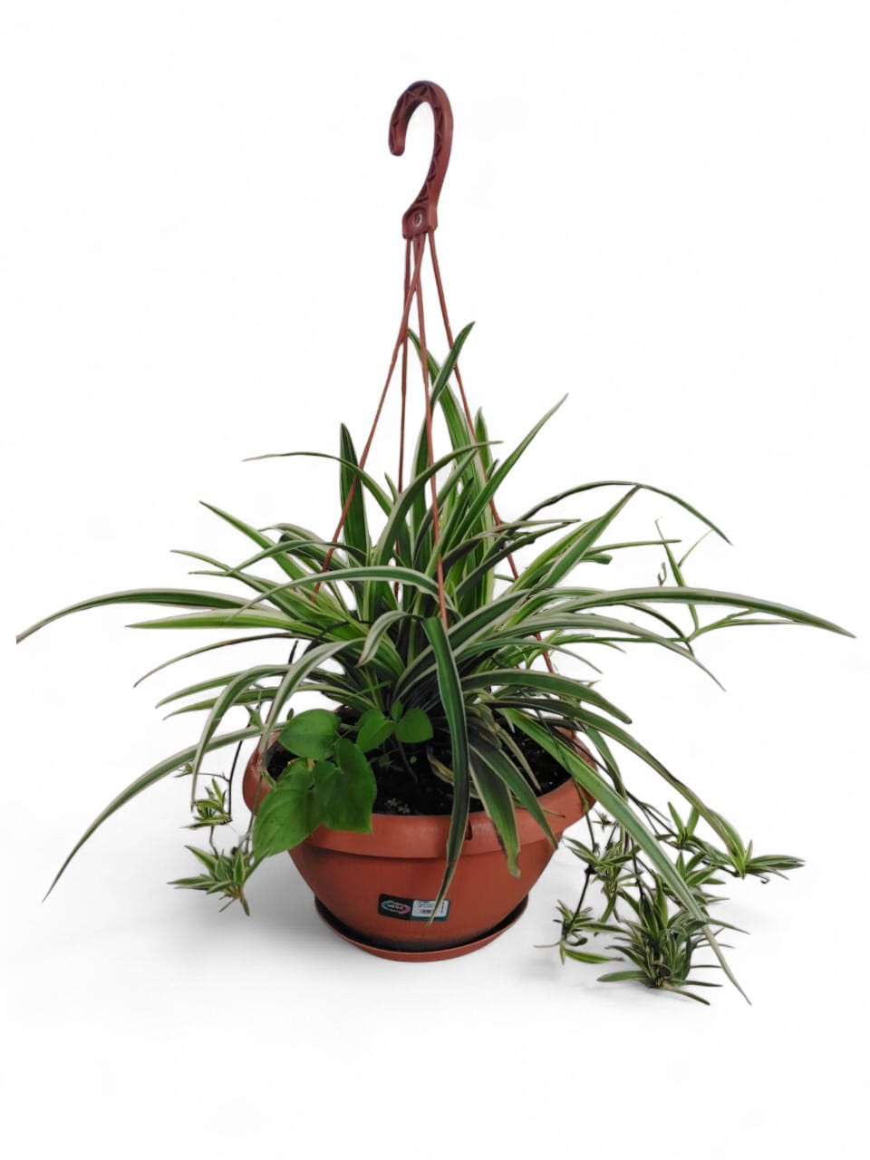 PLANTA CINTA