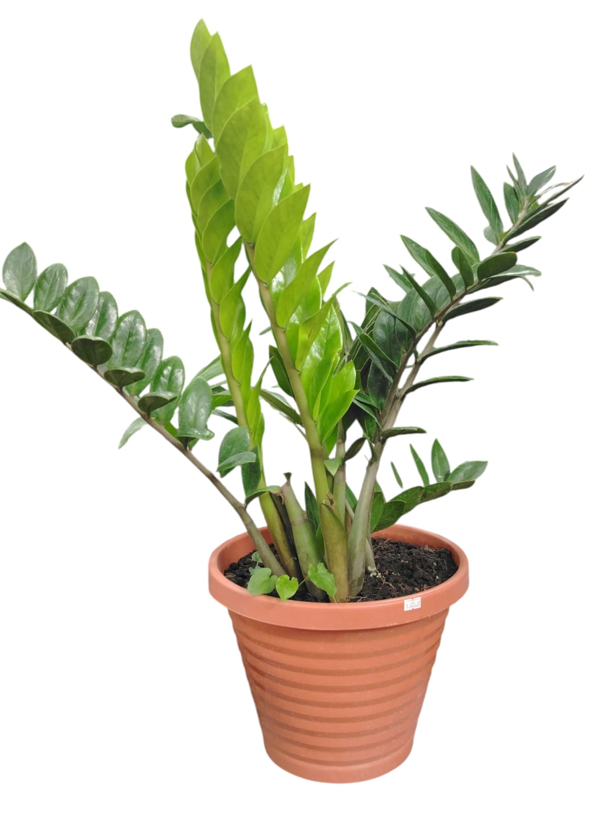 ZAMIOCULCAS